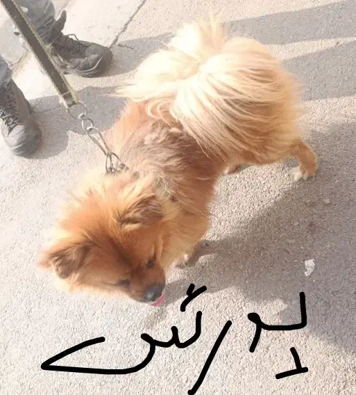 سگ پاکوتاه|سگ|قزوین, |دیوار