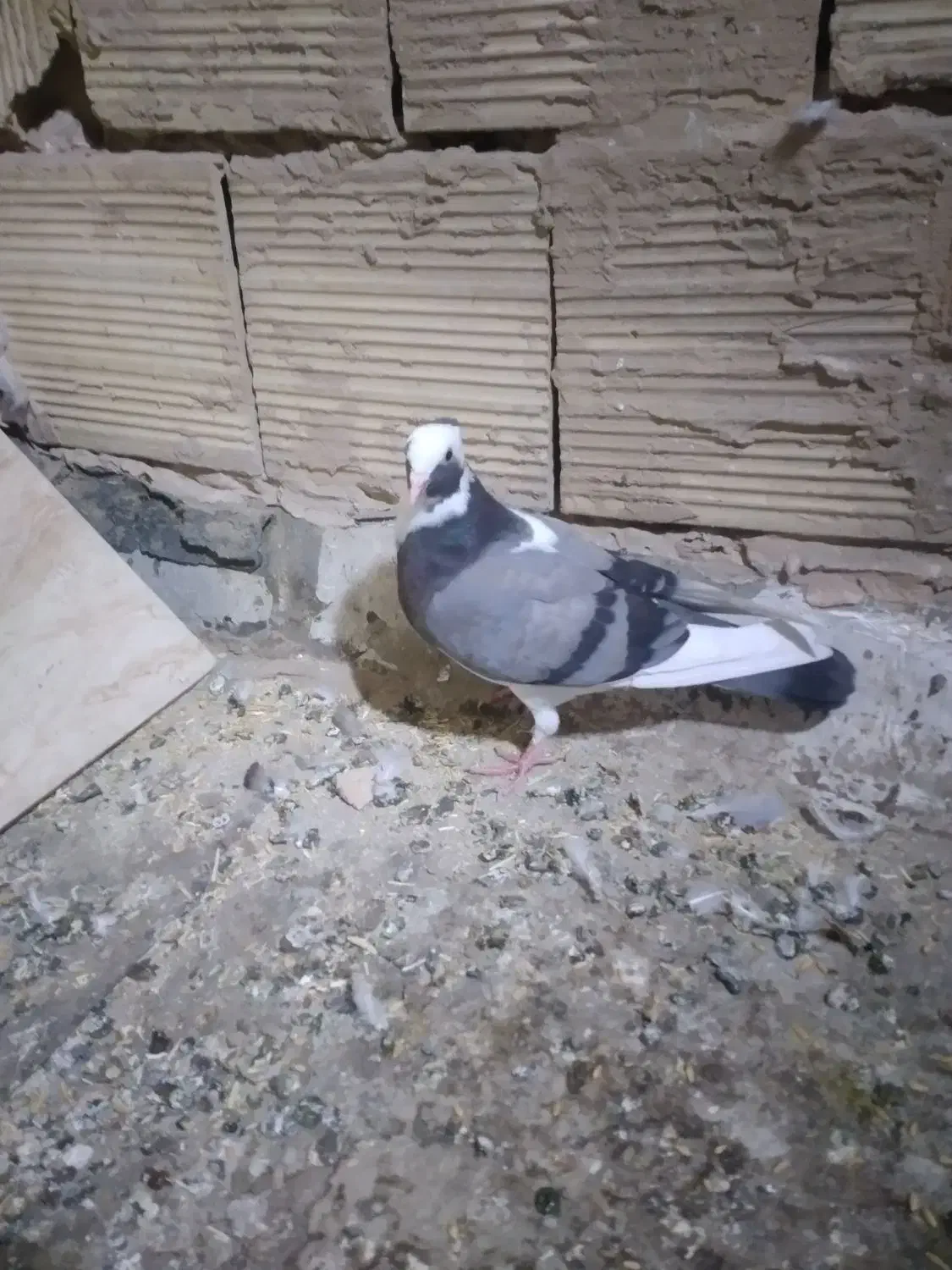 سلام کبوتر پرشی و یاهو|پرنده|قم, مسجد امام حسن|دیوار