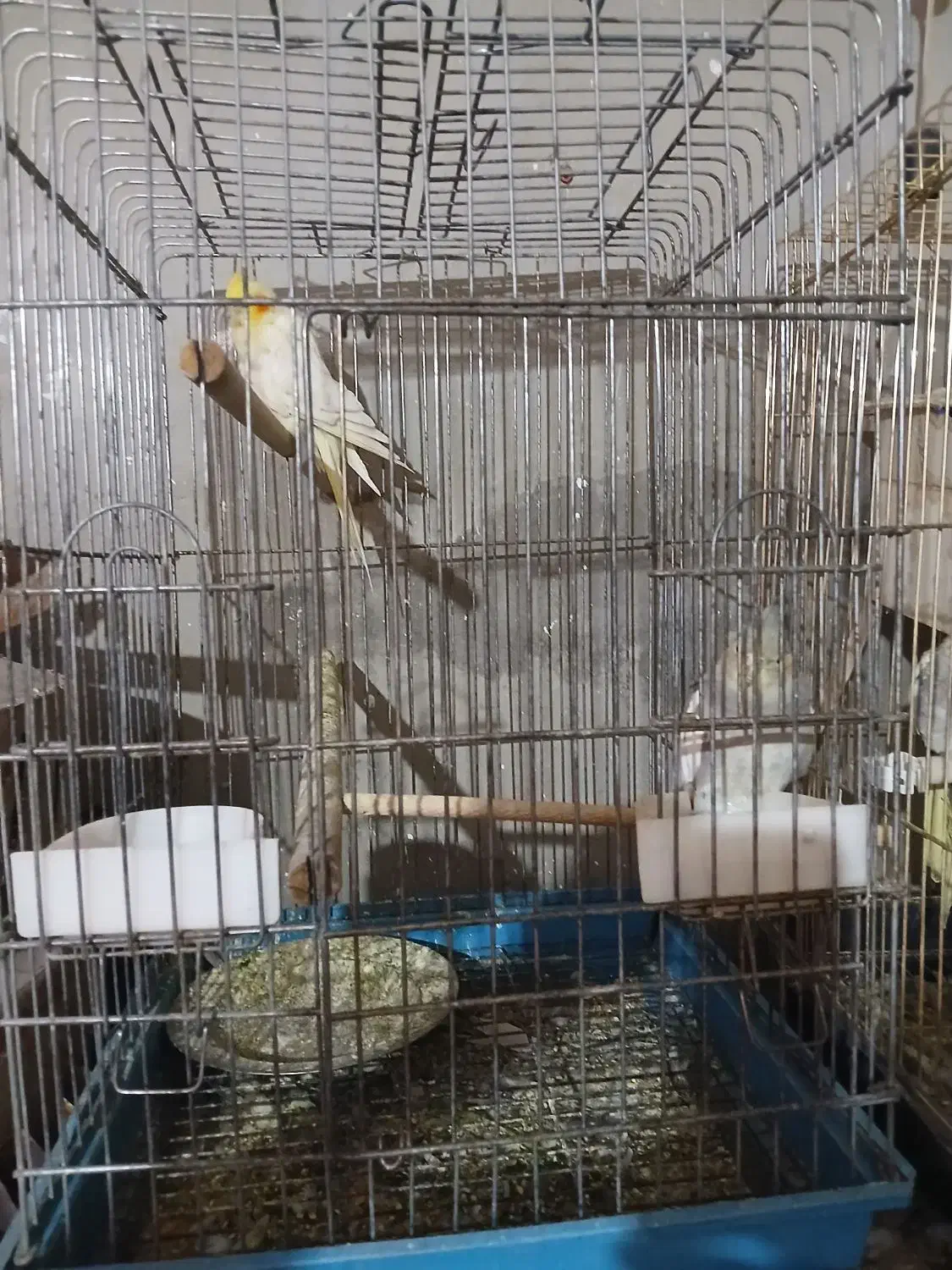 عروس هلندی|پرنده|بومهن, |دیوار