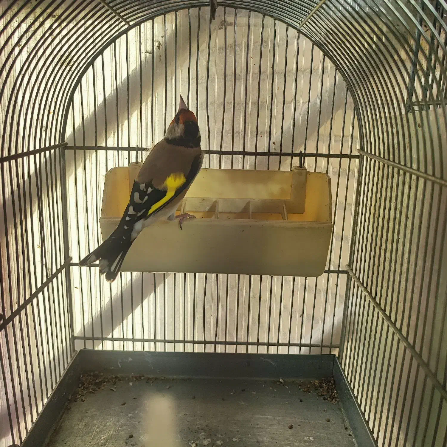 تعداد سهره جوجه قفس امسالی و پارسالی  قرص بخون|پرنده|کرج, باغستان|دیوار