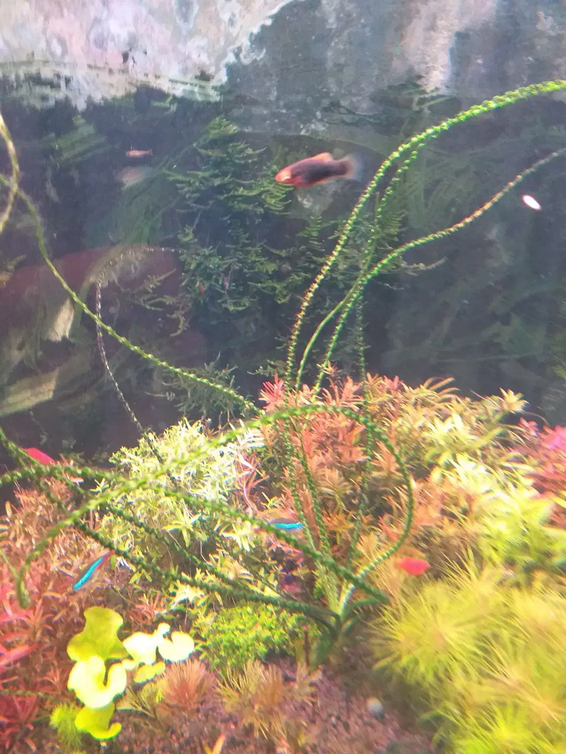 فروش گیاه اکواریومی|ماهی|ملایر, |دیوار