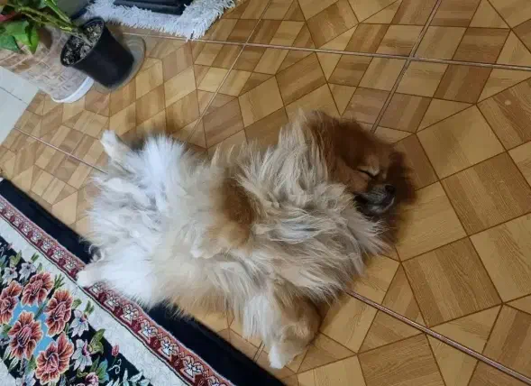 سگ پامر اصیل نر جهت جفتگیری رایگان بدون هزینه|سگ|شیراز, درکی|دیوار