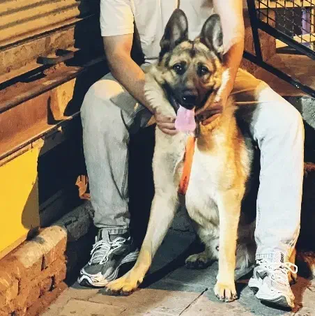 سگ ژرمن نگهبان|سگ|سقز, |دیوار