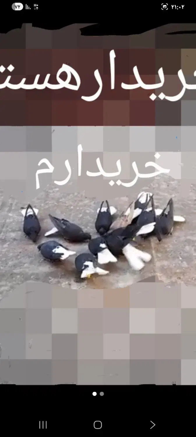 کبوتر|پرنده|بستان آباد, |دیوار