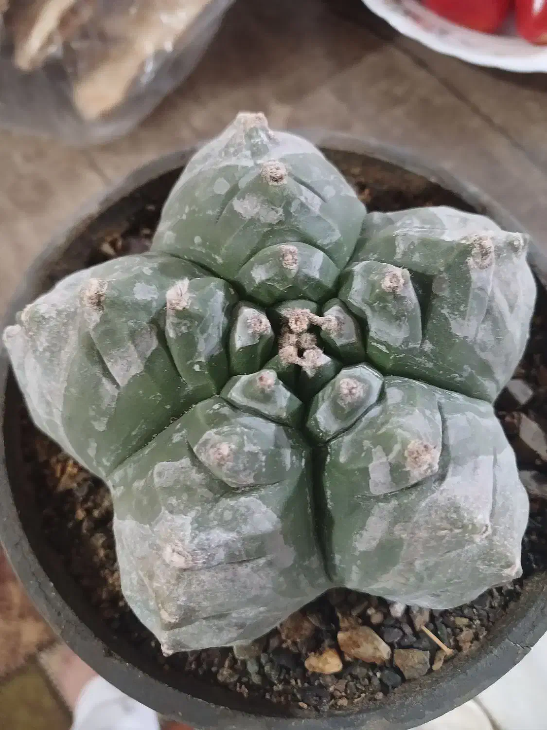 کاکتوس کیکو|گل و گیاه طبیعی|قم, پردیسان|دیوار