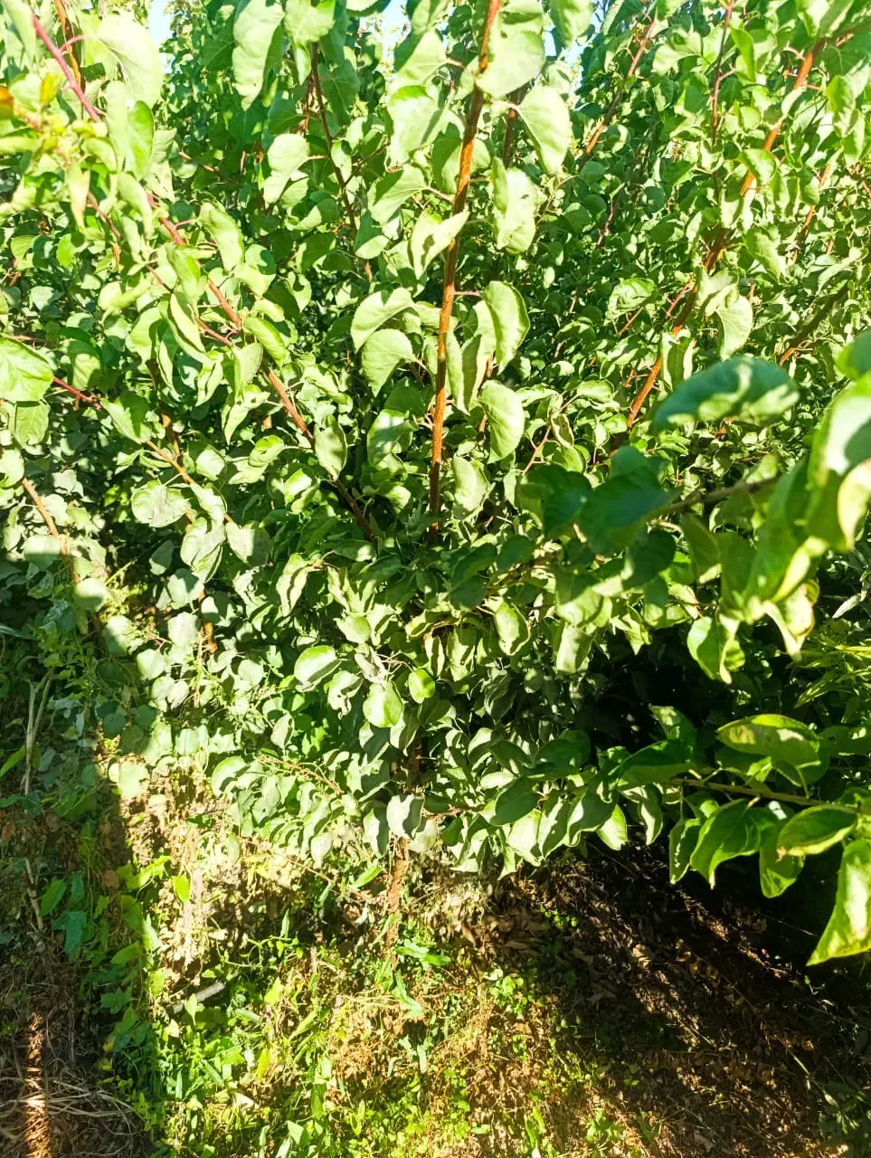 مرکز فروش نهال های اصیل|خدمات باغبانی و درختکاری|جوانرود, |دیوار