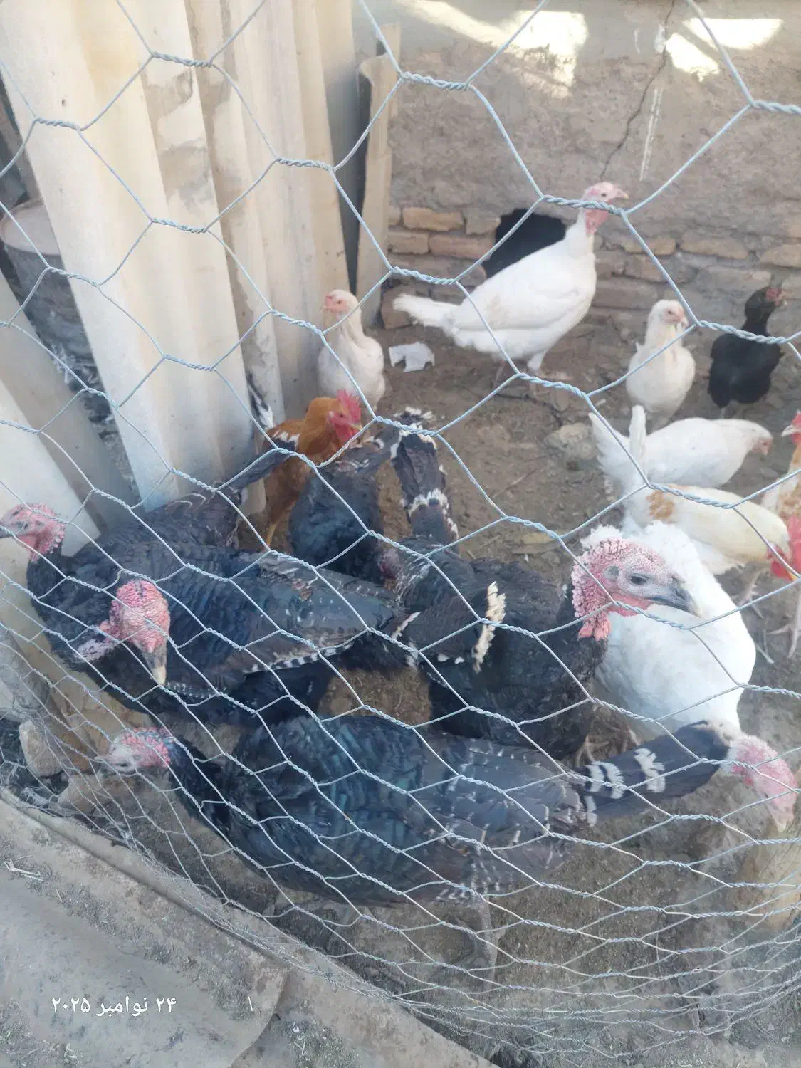 بوقلمون|حیوانات مزرعه|کوهسرخ, |دیوار