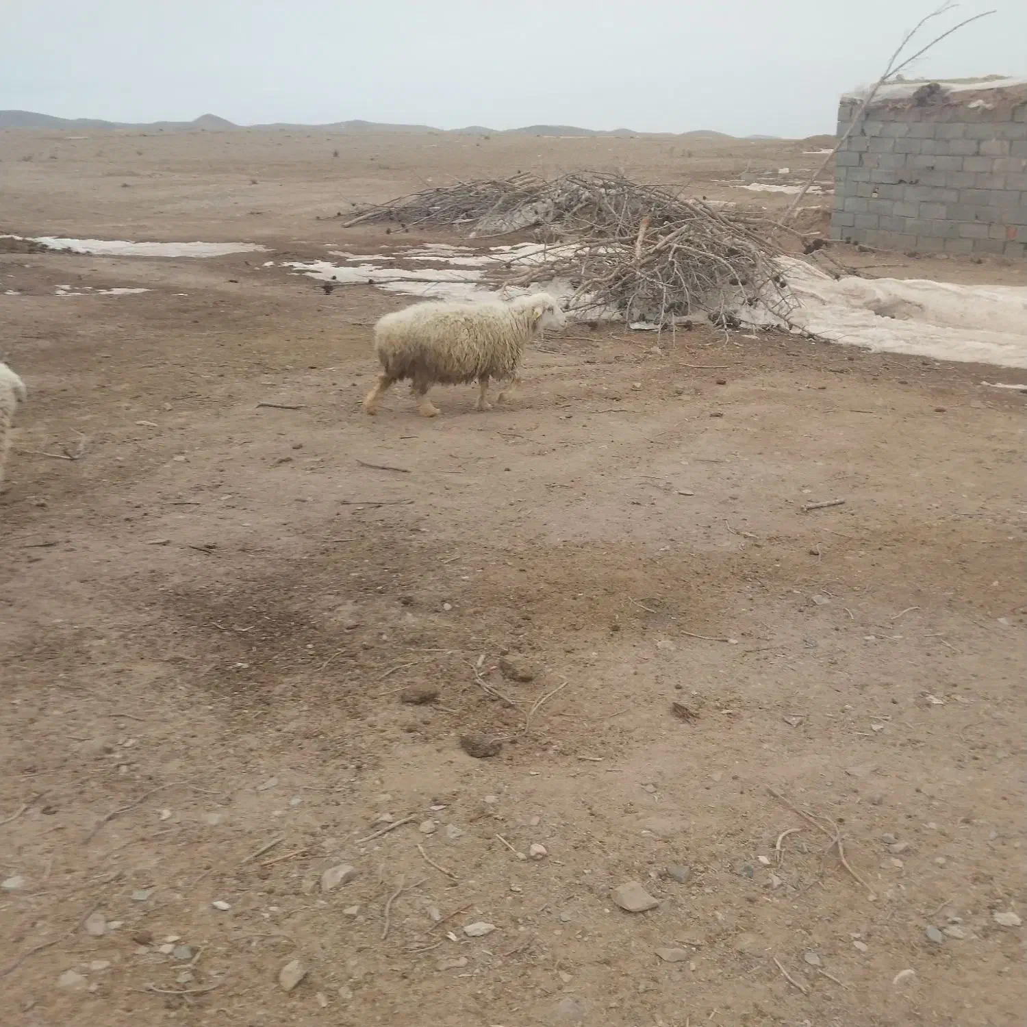 میش فروشی|حیوانات مزرعه|سربیشه, |دیوار