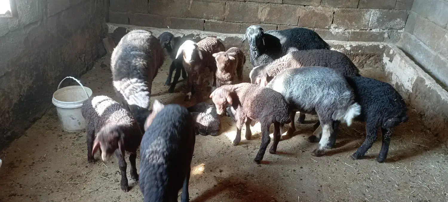 22 راس میش و بره درجه یک مالچه|حیوانات مزرعه|دینور, |دیوار