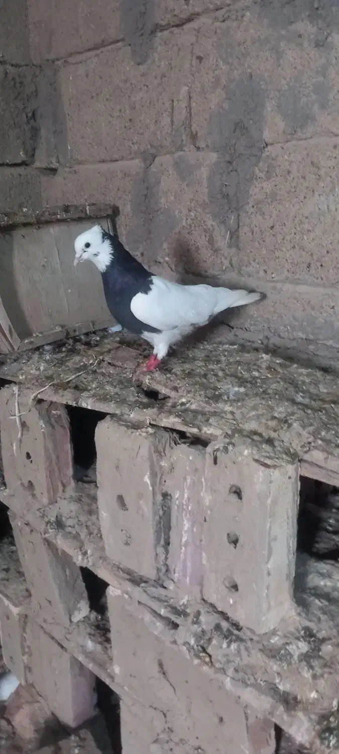 کبوتر طوقی|پرنده|چهاربرج, |دیوار