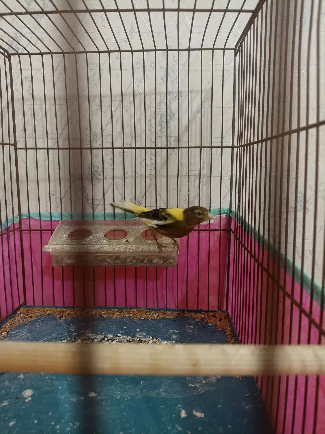 قناری ماده|پرنده|اردبیل, |دیوار