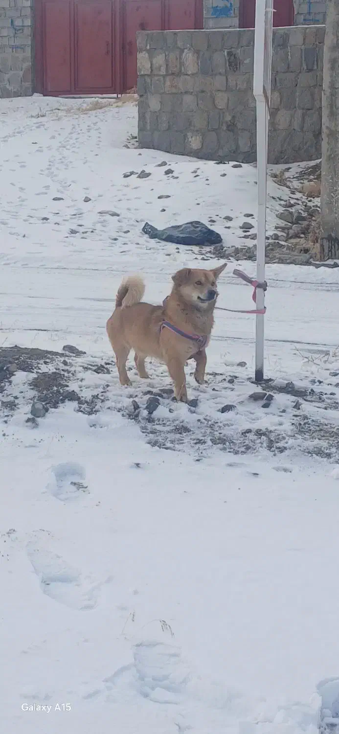 پاکوتا اشپتز|سگ|باسمنج, |دیوار