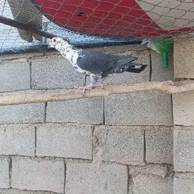 نر  کشکی|پرنده|درمیان, |دیوار