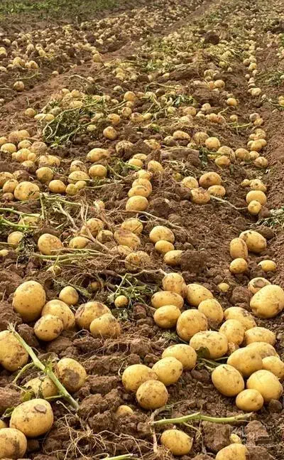 سیب زمینی|خوردنی و آشامیدنی|دهگلان, |دیوار