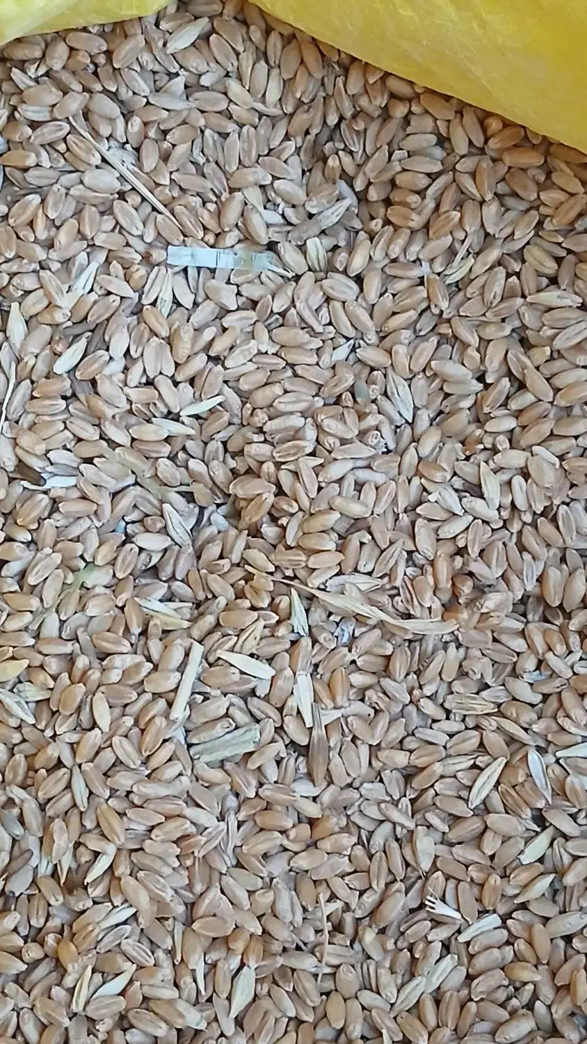 فروش|حیوانات مزرعه|باشتین, |دیوار