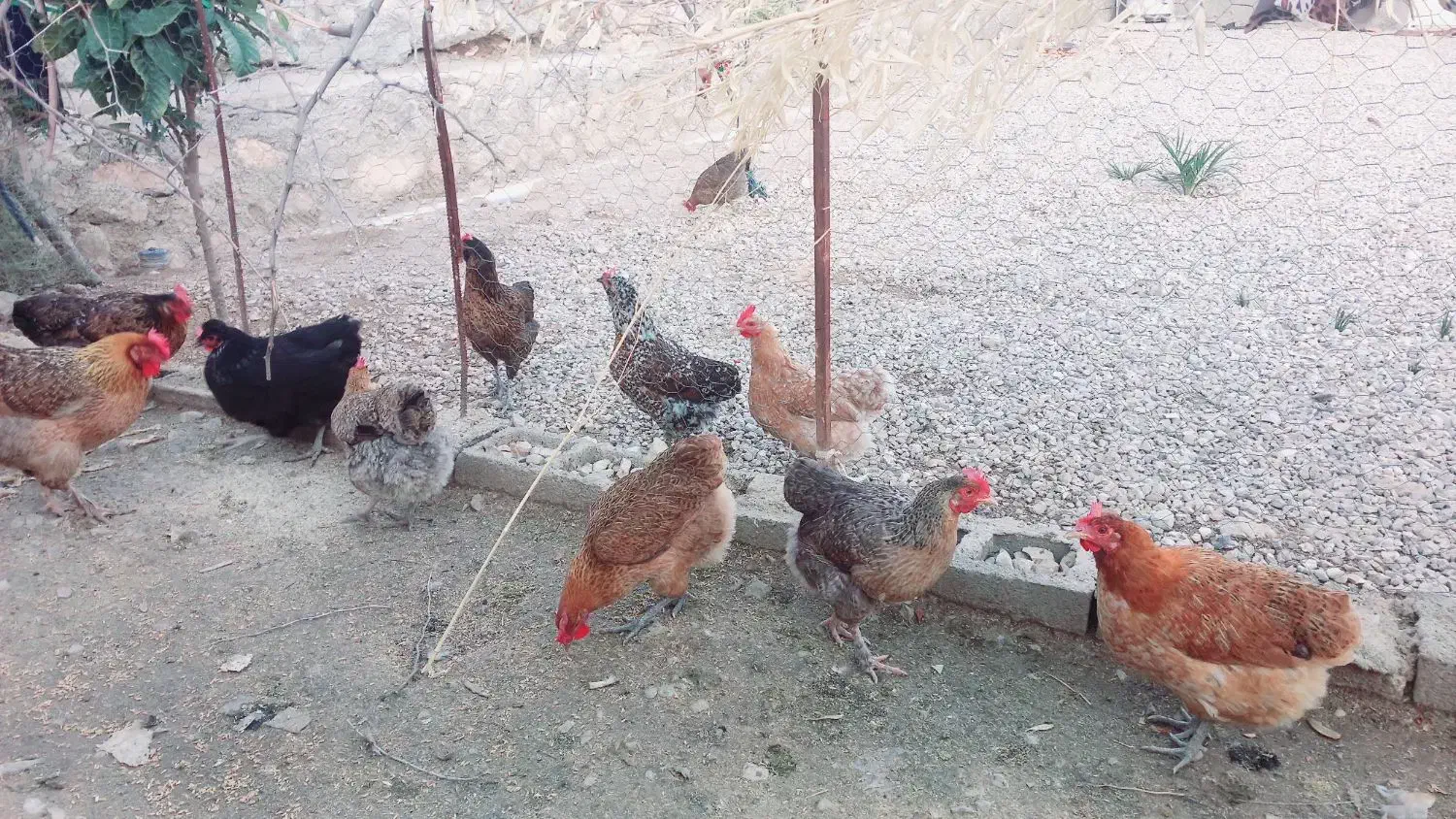 فروش ۱۰ عدد مرغ محلی به قیمت ۶۵۰۰۰۰|حیوانات مزرعه|سرفاریاب, |دیوار