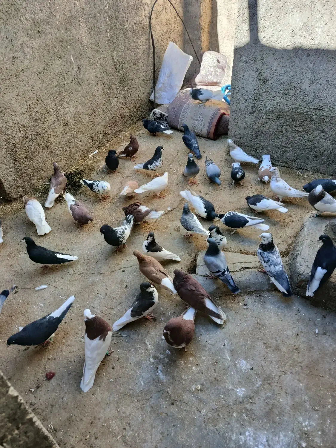 کبوتر|پرنده|رونیز, |دیوار