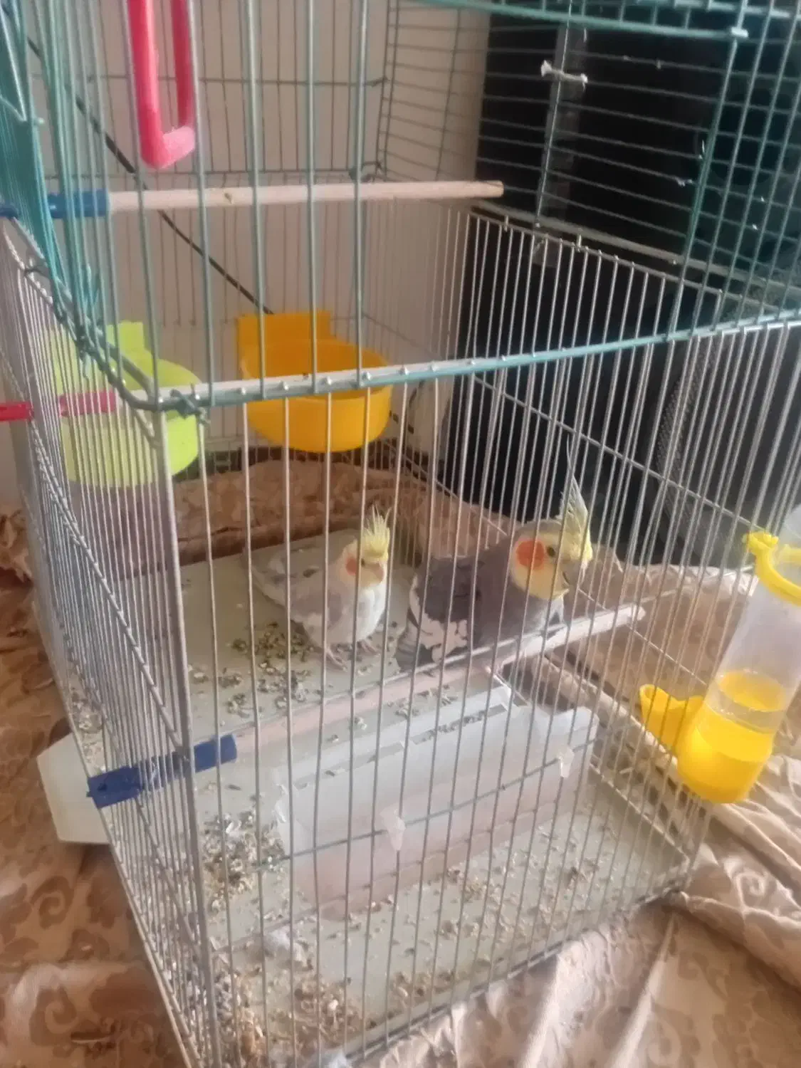 عروس هلندی|پرنده|ابهر, |دیوار