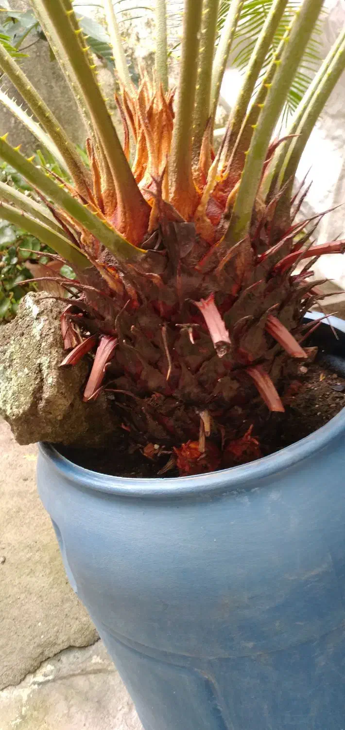 سیکاس بیش از ۱۰ سال|گل و گیاه طبیعی|بندر انزلی, تهران|دیوار