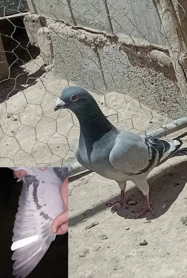 دوبر مسافتی|پرنده|تهران, مخصوص|دیوار