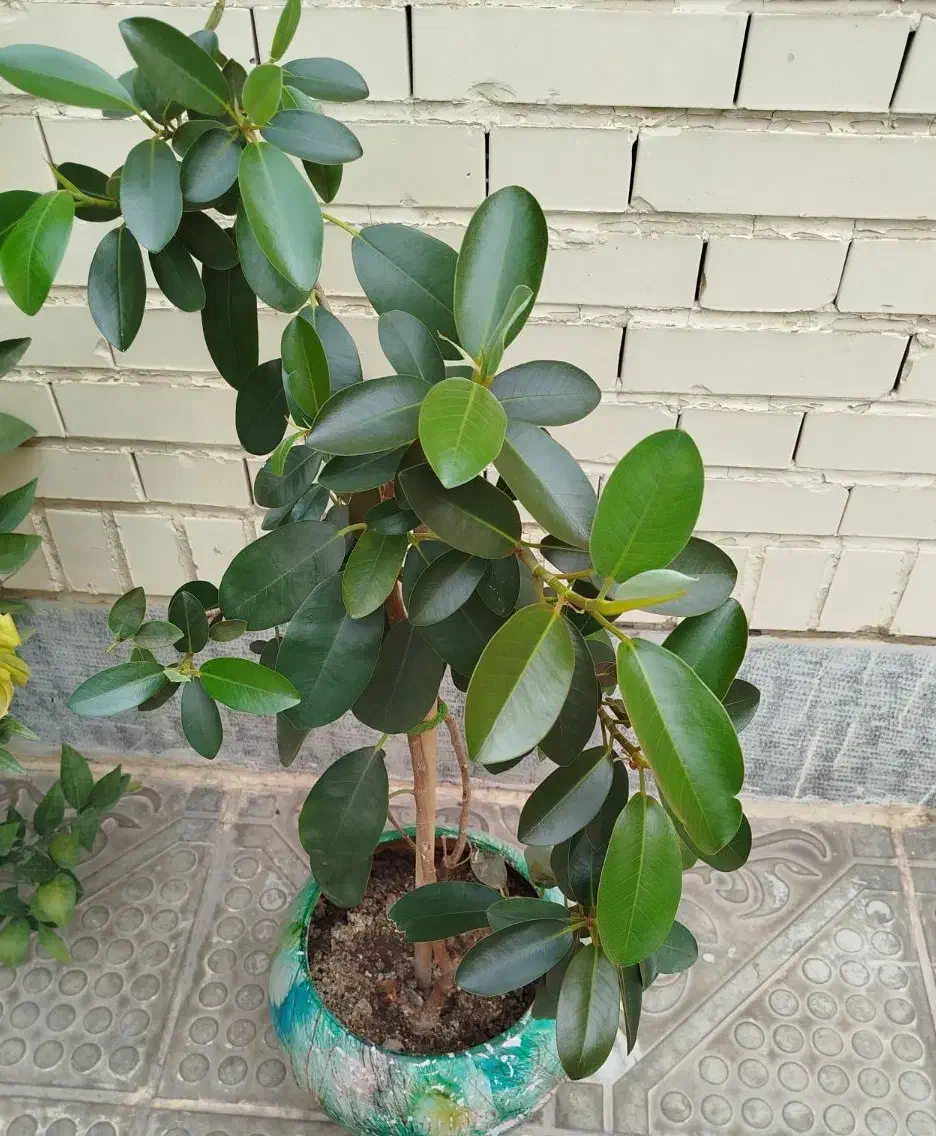 گل و گیاه|گل و گیاه طبیعی|فولادشهر, B6|دیوار