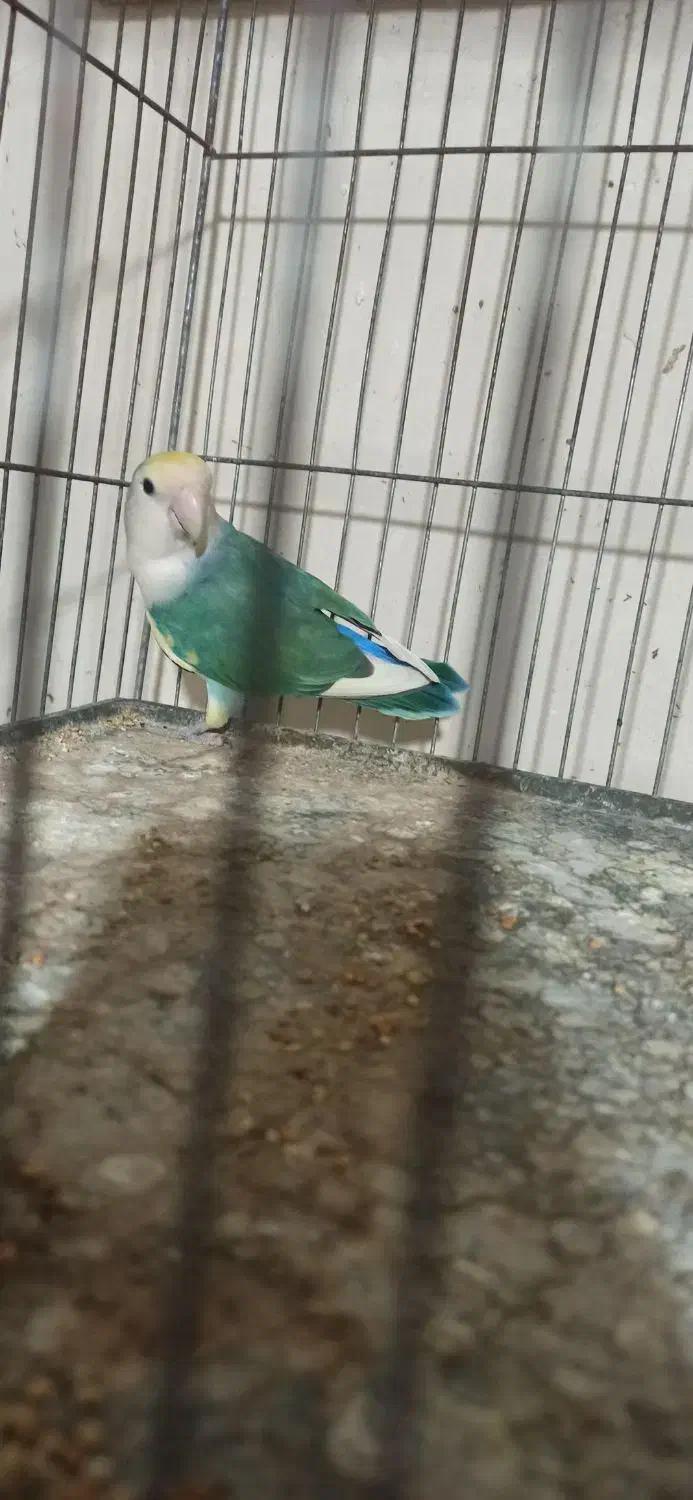 طوطی برزیلی|پرنده|قائمشهر, |دیوار