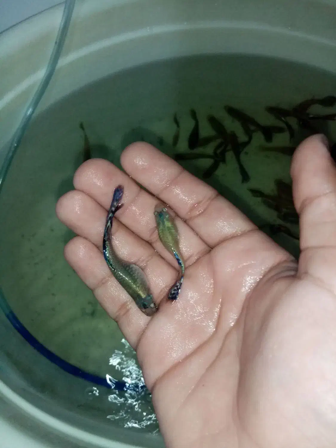 گوپی|ماهی|تربتحیدریه, باغ سلطانی|دیوار