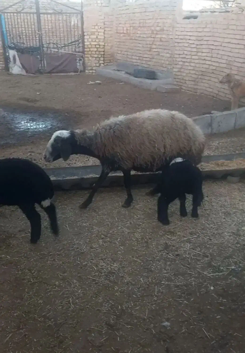 میش وبره|حیوانات مزرعه|بوئین زهرا, |دیوار