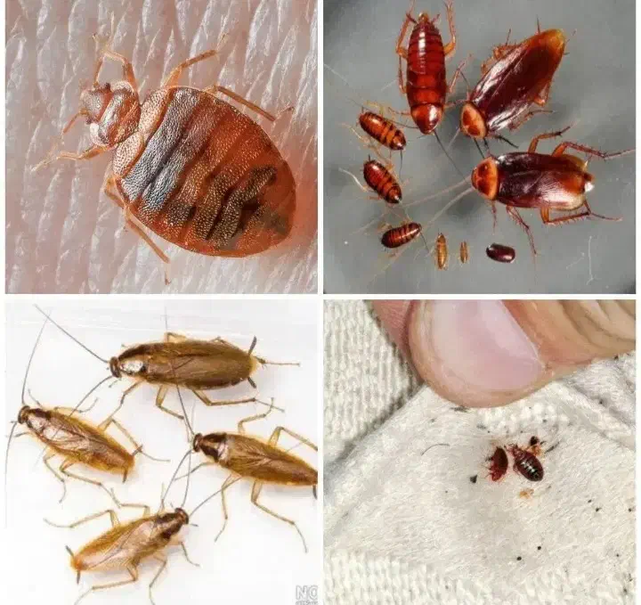 سمپاشی سوسک|خدمات نظافت|کردکوی, |دیوار