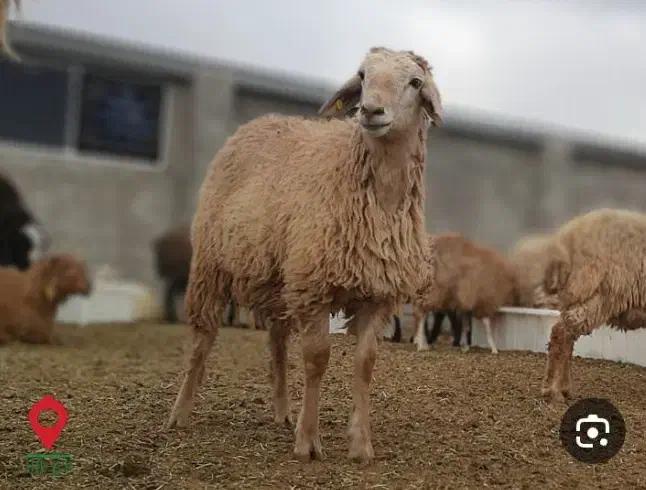 بره نر|حیوانات مزرعه|بابل, |دیوار