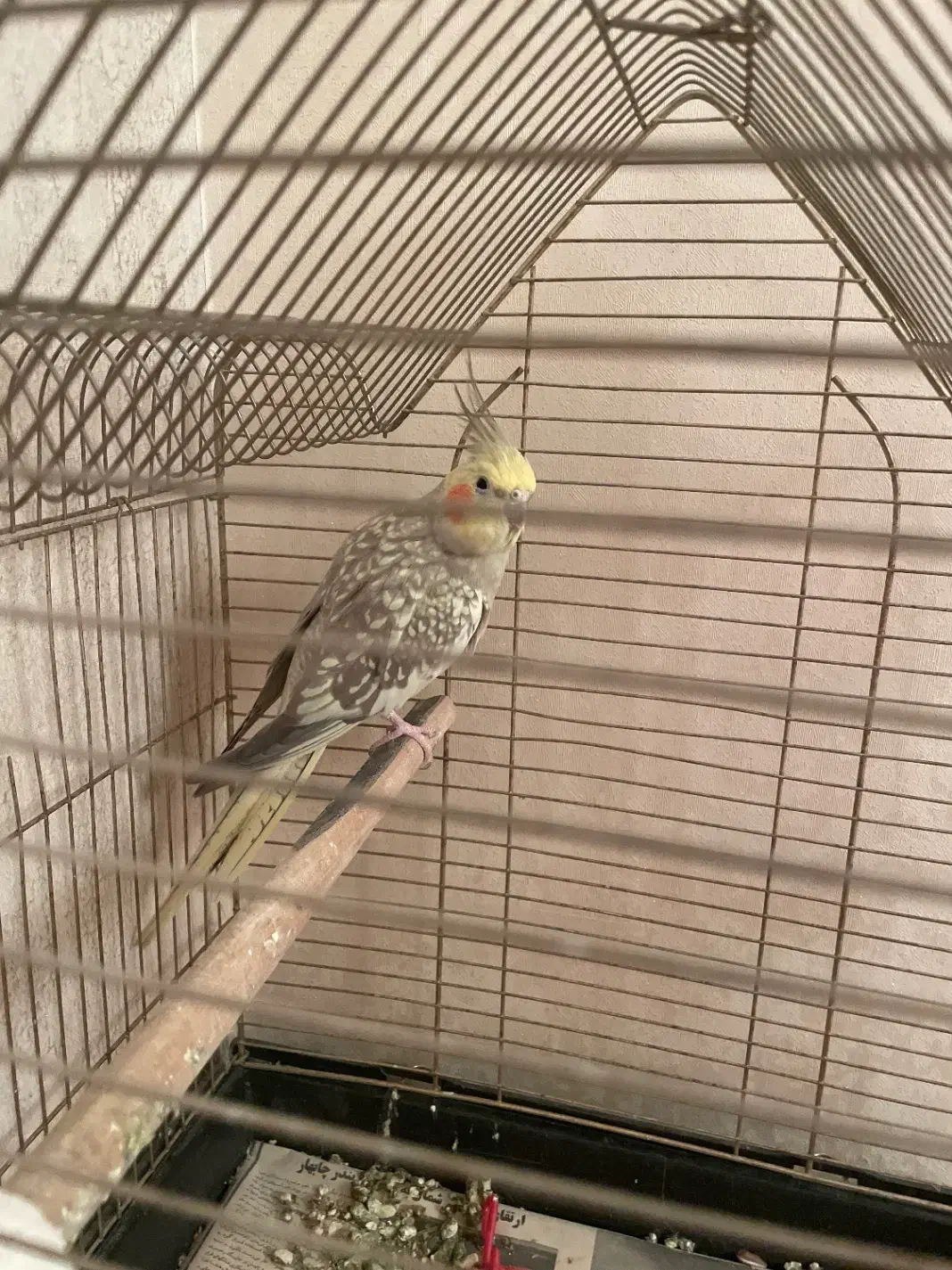 عروس هلندی|پرنده|رشت, نظری|دیوار