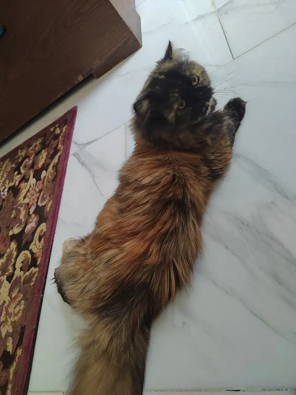 گربه های زیبا غیر، رایگان.|گربه|رشت, کوی فکوری|دیوار