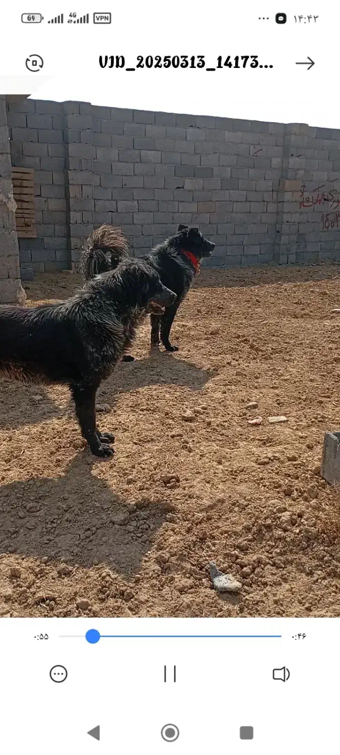 سگ بومی|سگ|اصفهان, منتظرالمهدی|دیوار