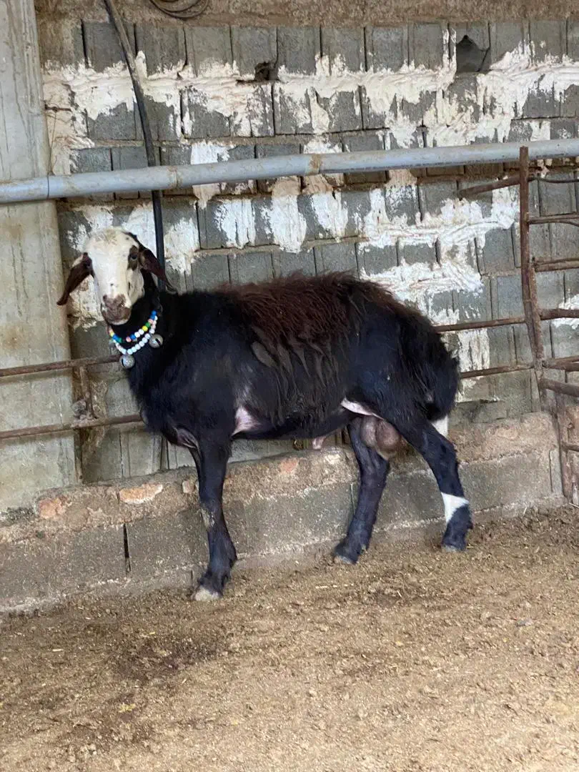 گوسفندشیشک قوچ پلنگی بروجردی لخت|حیوانات مزرعه|مرزیکلا, |دیوار