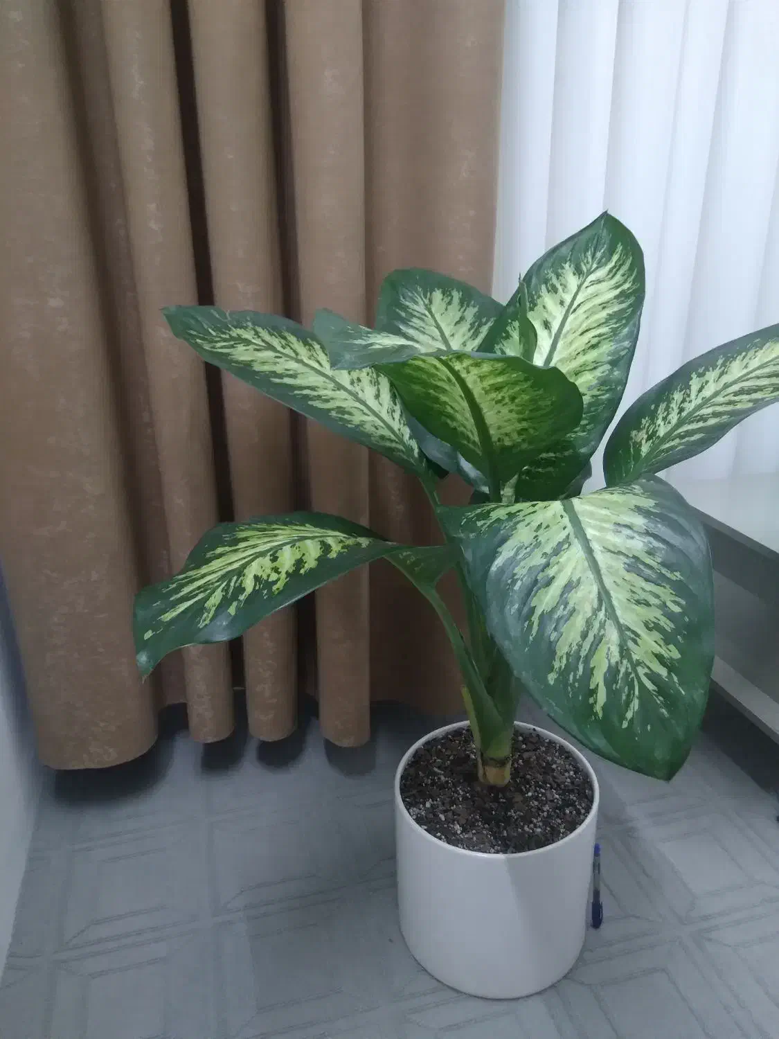 گیاه دیفن باخیا|گل و گیاه طبیعی|مشهد, گلشور|دیوار