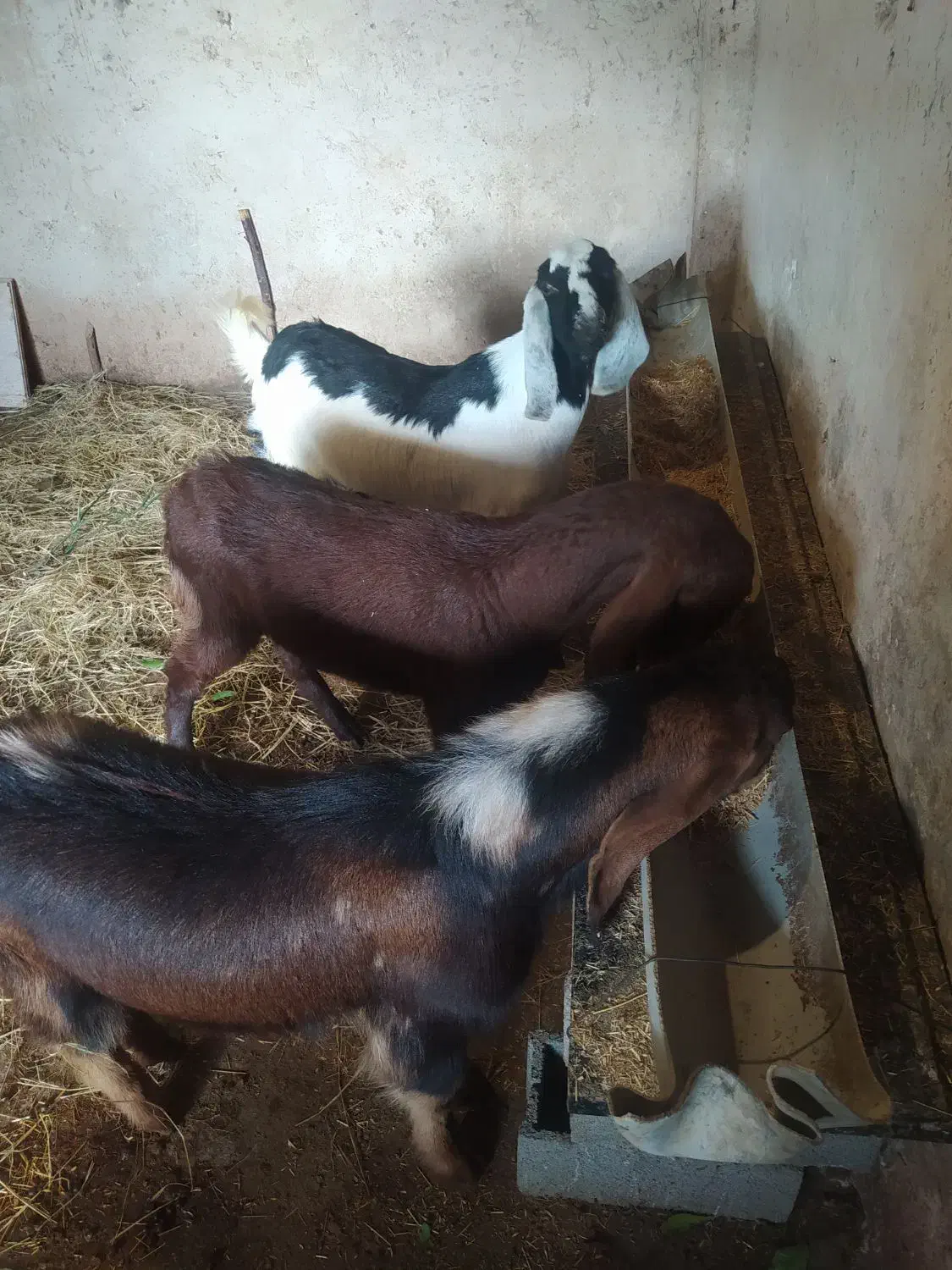 بزغاله پاکستانی|حیوانات مزرعه|ساری, |دیوار