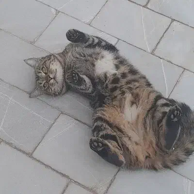 واگذاری گربه خانگی|گربه|اردکان, |دیوار