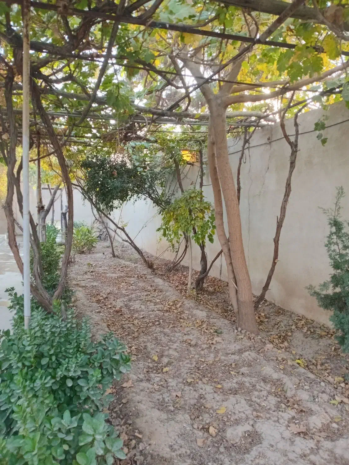 باغچه مناسب مهمانی|اجارهٔ کوتاهمدت ویلا و باغ|پاکدشت, پاکدشت (مامازند)|دیوار