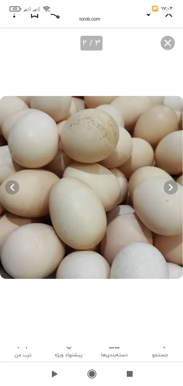 تخم مرغ محلی|خوردنی و آشامیدنی|سنندج, |دیوار