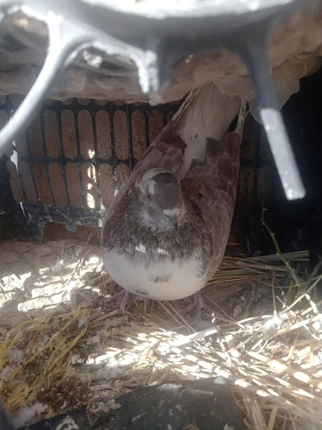 کفتر نر|پرنده|کرباسک, |دیوار