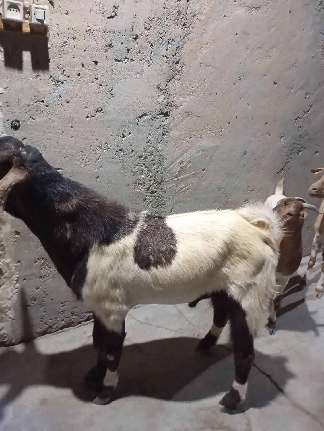 نری گله|حیوانات مزرعه|تخت, |دیوار