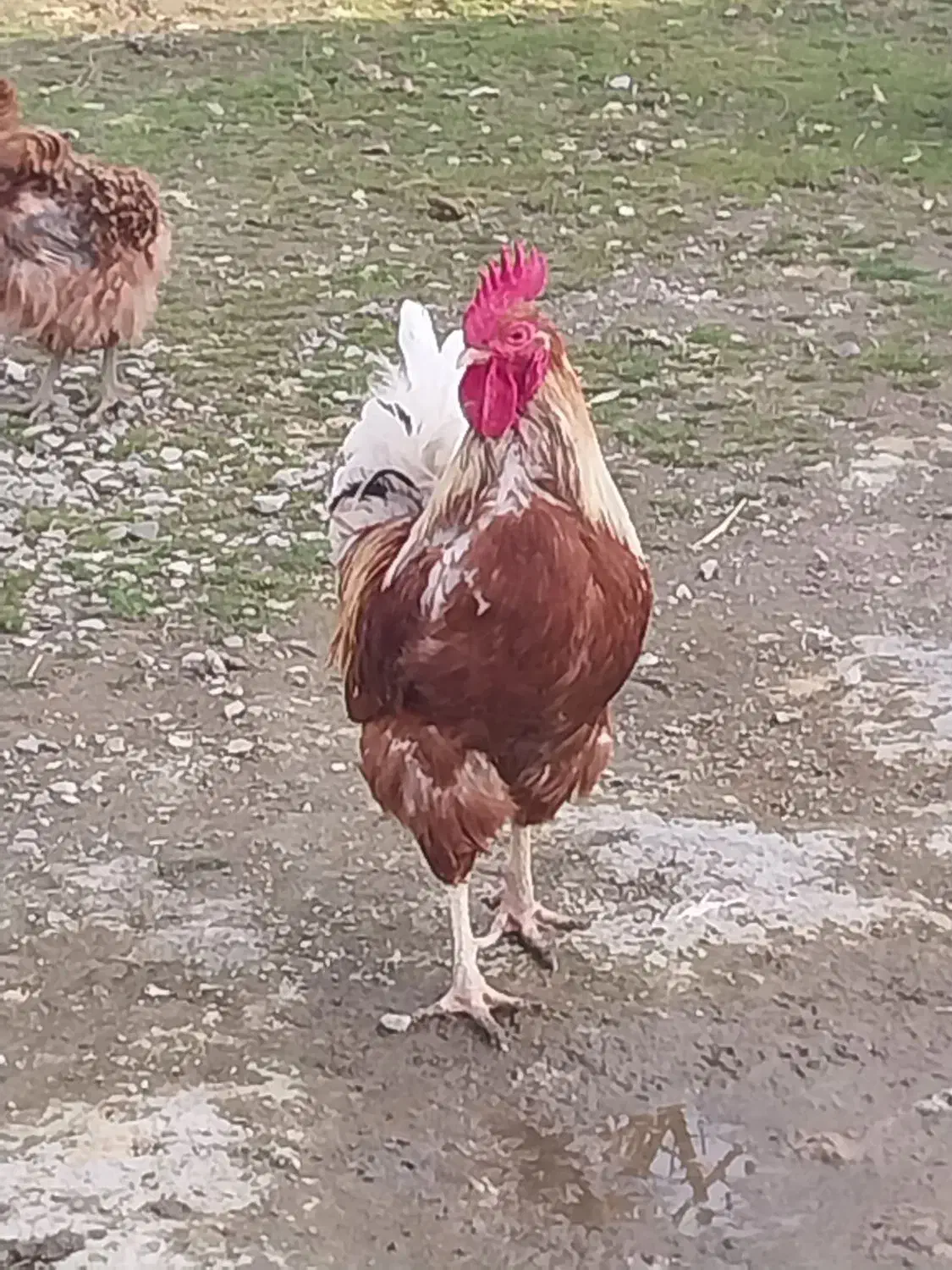 خروس|حیوانات مزرعه|رشت, حومه رشت|دیوار