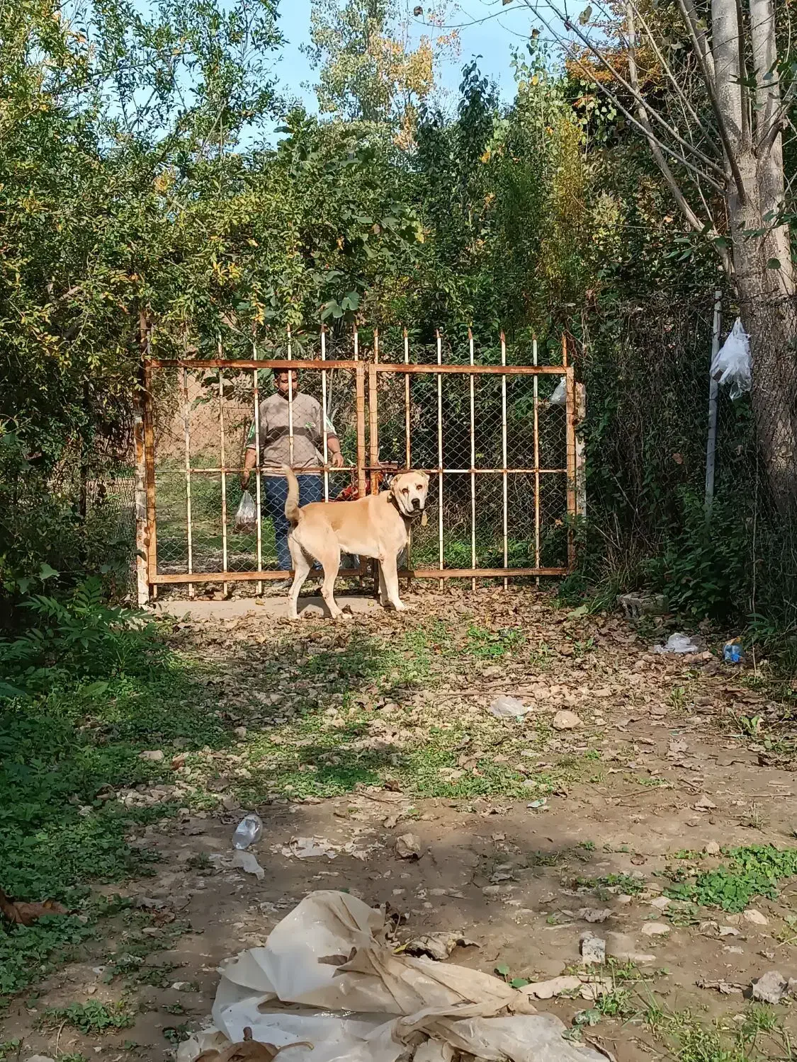 واگذاری سگ الابای سرابی|سگ|بهشهر, |دیوار