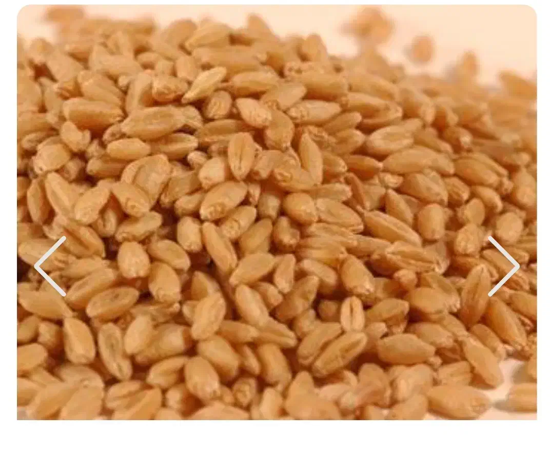 گندم بذری کاسکوژن|خدمات باغبانی و درختکاری|نمین, |دیوار