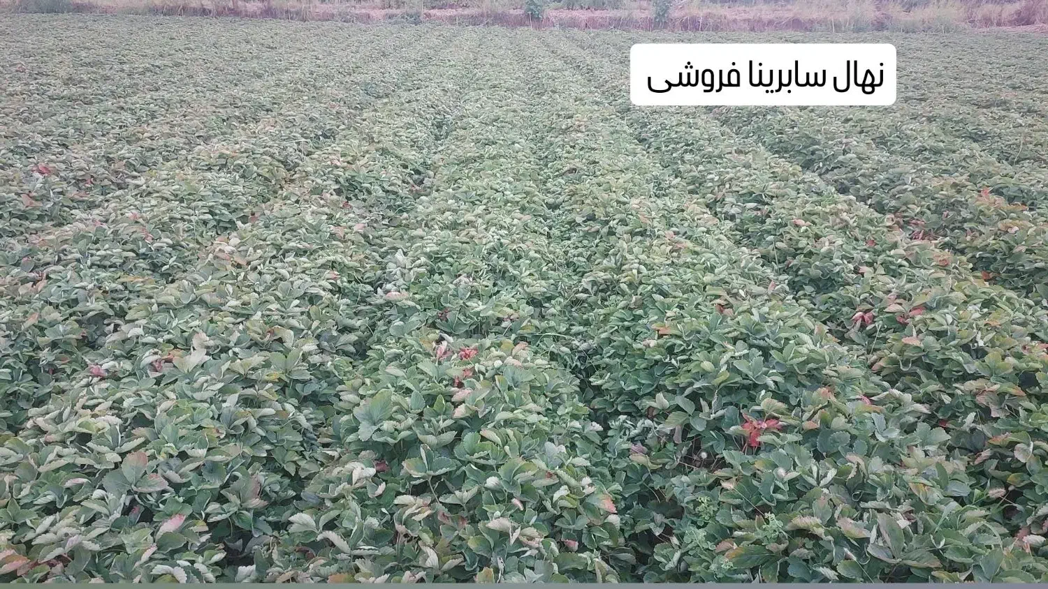 نهال توت فرنگی سابرینا|گل و گیاه طبیعی|خان ببین, |دیوار