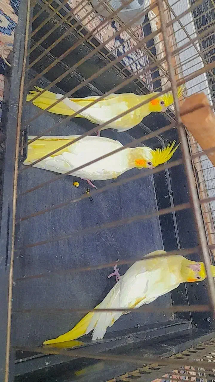 طوطی عروس هلندی دستی|پرنده|شوشتر, |دیوار