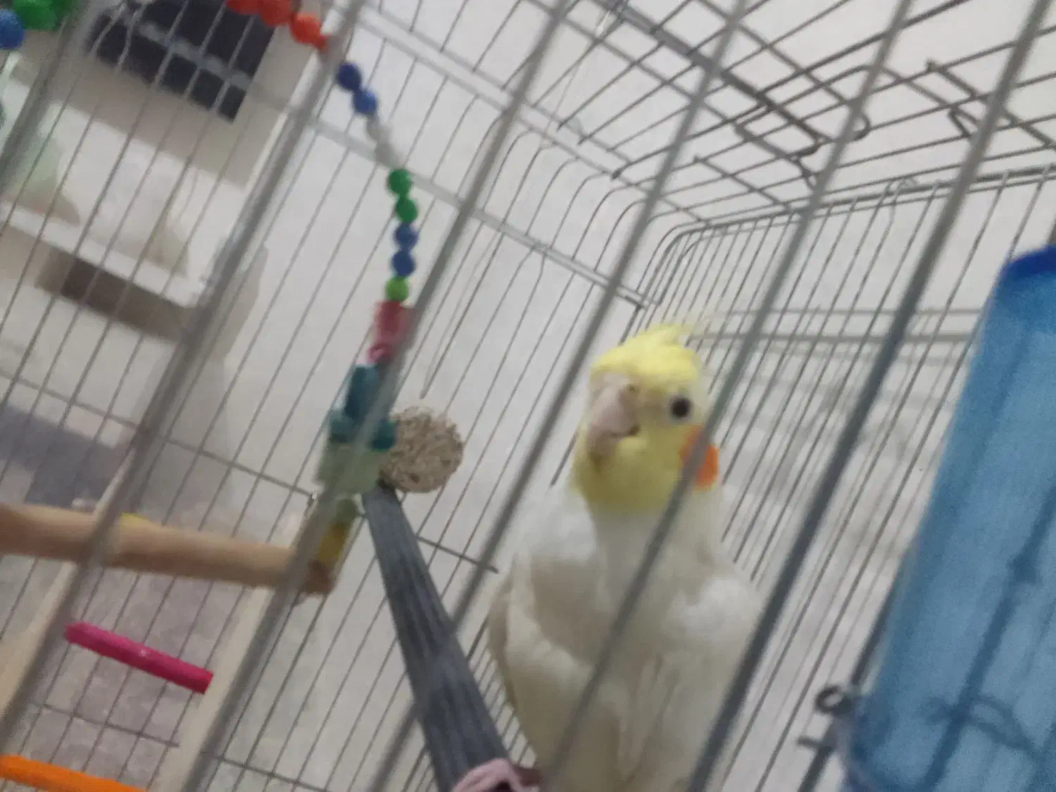 عروس هلندی|پرنده|ساوه, |دیوار