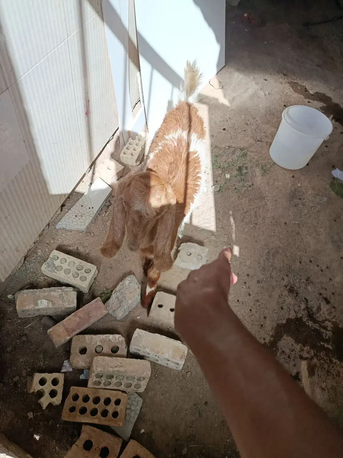 بزغاله جنس دار ماده|حیوانات مزرعه|تربت جام, بوستان وحدت|دیوار