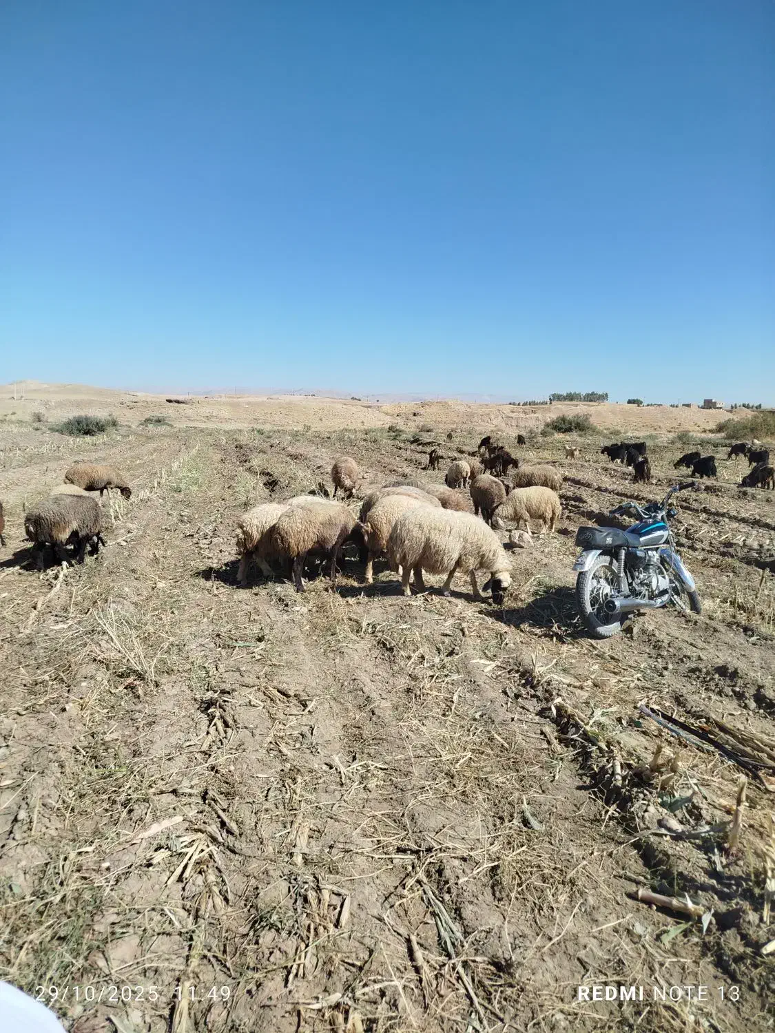 گوسفند جوان درجه یک|حیوانات مزرعه|درب گنبد, |دیوار