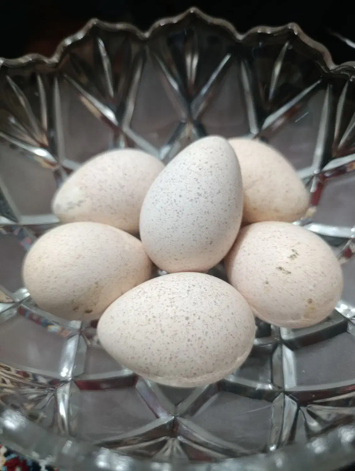 تخم بوقلمون بربون|حیوانات مزرعه|دزفول, |دیوار